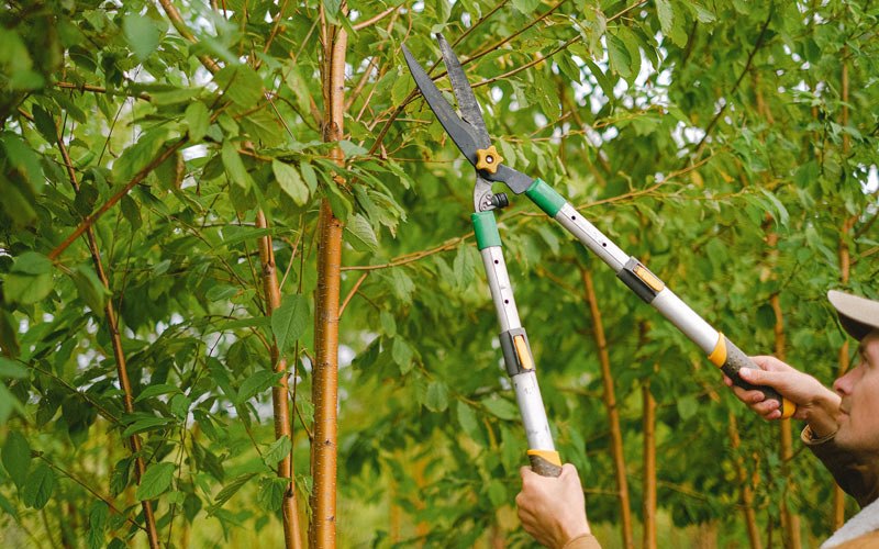 Tree trimming in Walkerton, IN